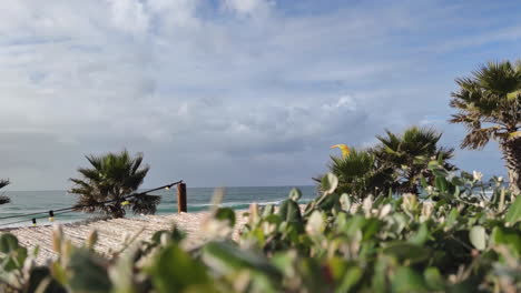 green plant in foreground and kiteboarder surfing on ocean during sunny and windy day in portugal