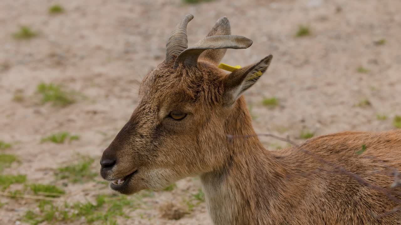 Mountain goat sits on sandy ground, calmly chewing, natural daylight, close-up, steady camera