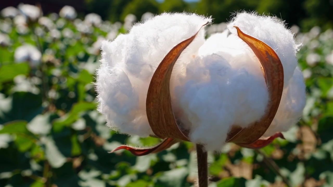 Primo piano di un batuffolo di cotone maturo in un campo