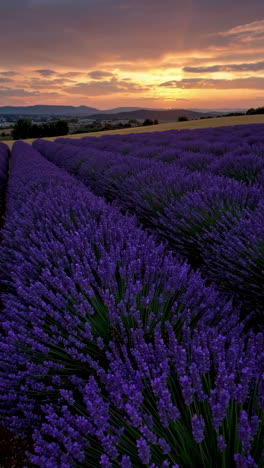 vibrant lavender field at sunset