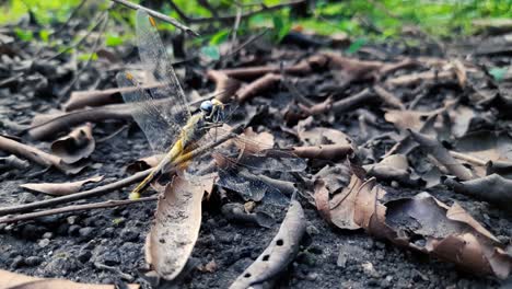 Wildlife-Konzept---Wunderschönes-Fliegendes-Insektentier-Der-Libelle-In-Der-Naturszene