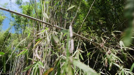 Imágenes-De-Dolly-Gran-Angular-De-Plantas-De-Bambú-Con-Ramas-De-Follaje-Denso