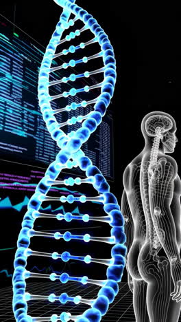 dna and human anatomy visualization