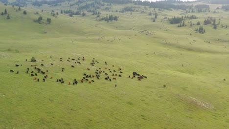 cattle grazing the green grassland of jadovnik in serbia - aerial