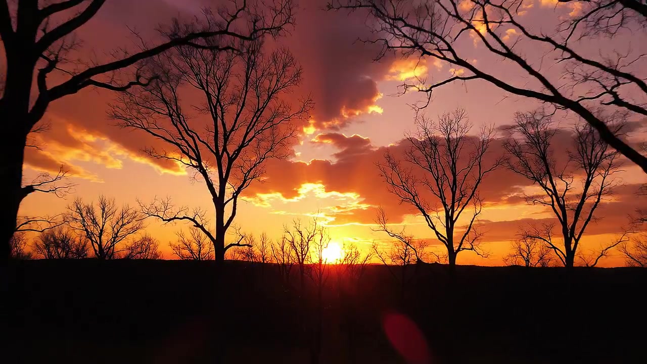 Vibrant Sunset Silhouetting Bare Winter Trees in the Woods