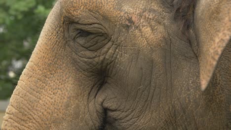 extreme close-up tracking shot of the eye of an asian elephant