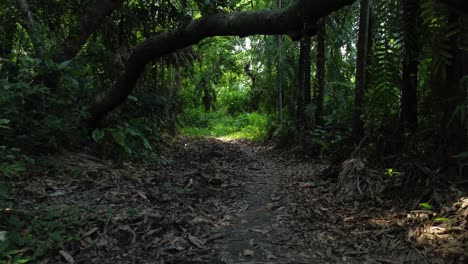 Toma-De-Vista-Aérea-Del-Bosque-Verde-Profundo