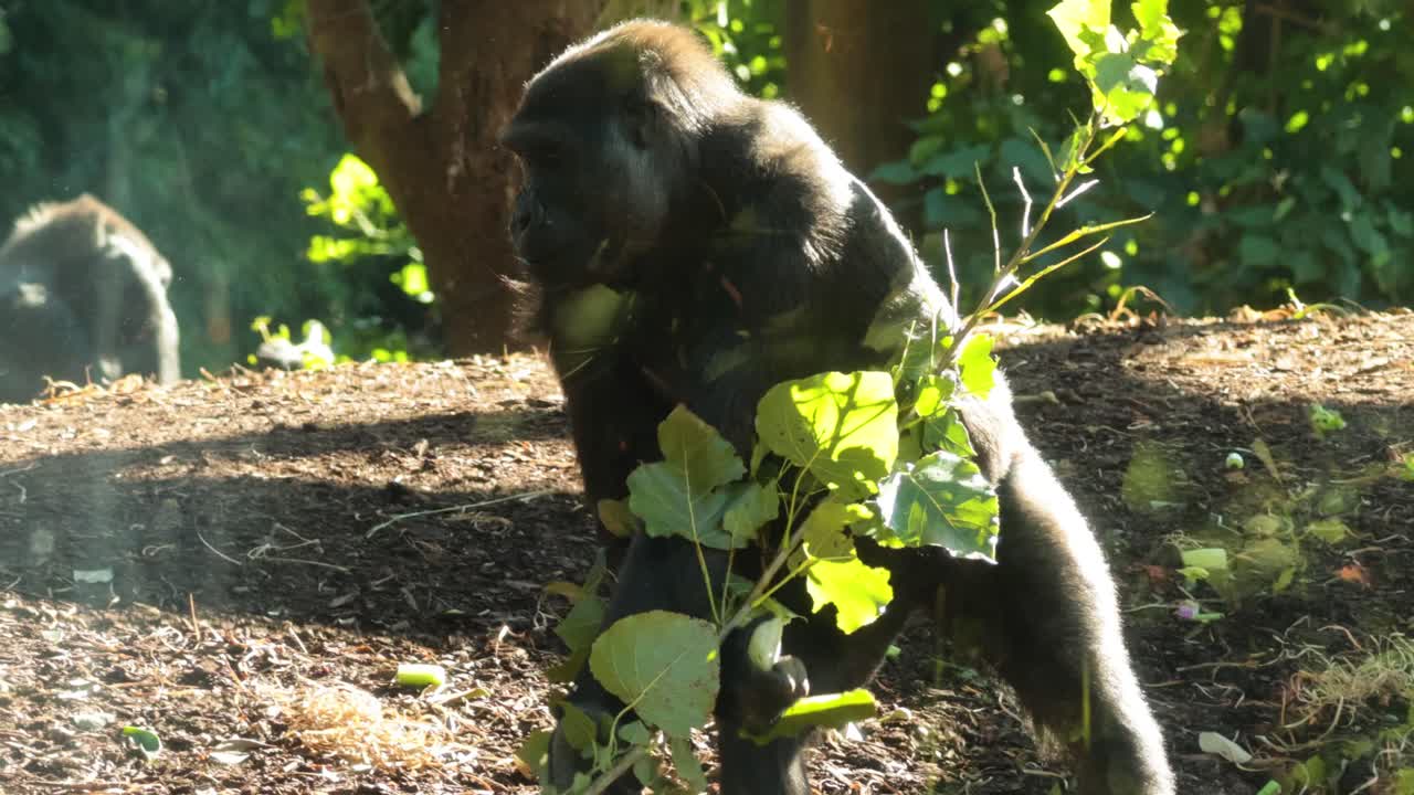 Gorilla che cammina e mangia foglie nel recinto