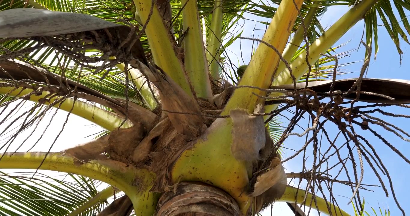 Palm trees of the Mystery Island (Inyeug),Vanuatu.