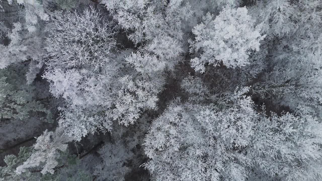 Aerial top shot of snowy treetops covered in white frost in winter