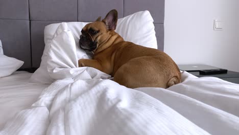 Lindo-Perro-Bulldog-Francés-Acostado-Durmiendo-En-La-Cama-Con-Sábanas-Blancas