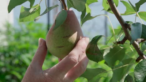 close up of pear fruit being harvested by hand on tree branch