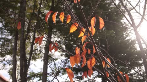 the last colorful fall leaves hanging onto a dead tree before the end of fall