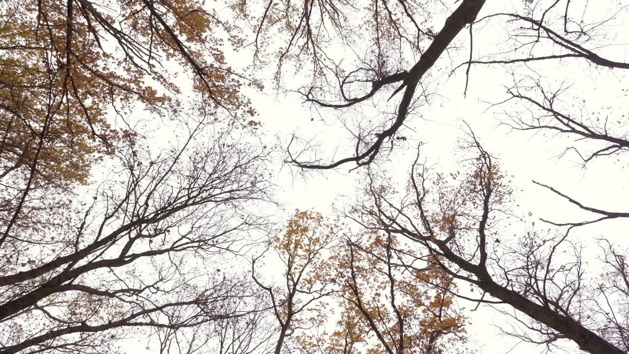 hojas amarillas caen de las cimas amarillas de los árboles que se balancean en el viento contra el cielo sombrío en un día de otoño. vista de abajo de las coronas de los árboles. el concepto. paisaje calmante. 4k.