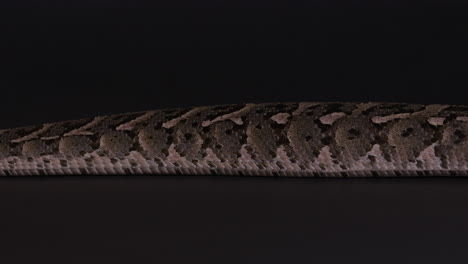 serpiente adicta que se mueve a través del cuadro - primer plano en las escamas de la serpiente
