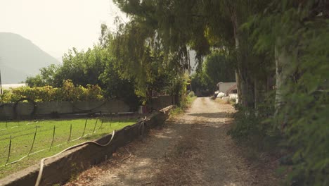 Handgehaltene-Statische-Aufnahme-Des-Windes,-Der-Auf-Bäume-Weht-Und-Schatten-Auf-Der-Unbefestigten-Straße-Wirft