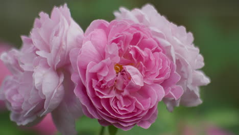 un primer plano de un ramo de flores de rosal rosa balanceándose suavemente en el viento, capturado en un jardín doméstico sereno, destacando la belleza natural de la escena