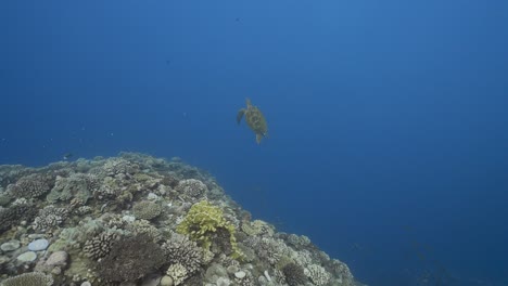 Green-sea-turtle-swimming-over-a-beautiful-coral-reef-in-crystal-clear-water-of-the-pacific-ocean,-around-the-island-of-Tahiti-in-French-Polynesia