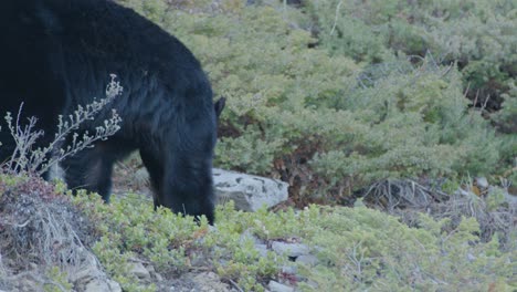 disparo de mano de oso negro en la naturaleza en busca de comida