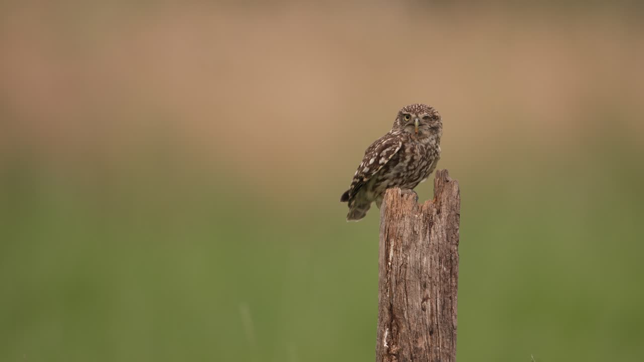 маленькая сова с отсутствующим глазом, сидящая на деревянном столбе, взлетает