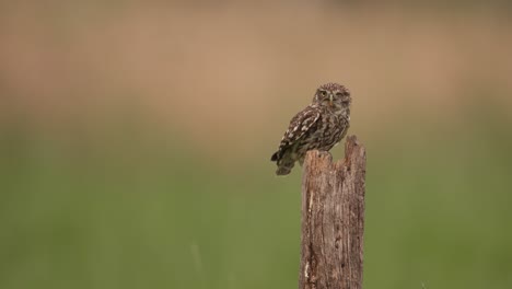 Little-owl-with-missing-eye-perched-on-wooden-pole,-takes-off