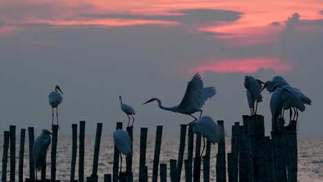 The-Great-Egret,-also-known-as-the-Common-Egret-or-the-Large-Egret