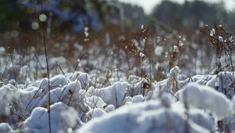 dry grass covered hoarfrost on soft winter sunlight close up. snow-covered field