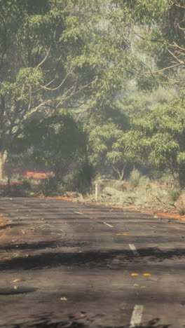 empty country road through forest