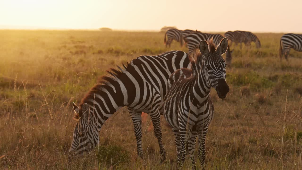 Zebra Herd in Beautiful Golden Hour Sunset Sun Light, Africa Animals on Wildlife Safari in Masai Mara in Kenya at Maasai Mara National Reserve, Steadicam Tracking Gimbal Following Shot
