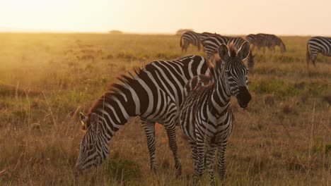 zebra herd in beautiful golden hour sunset sun light, africa animals on wildlife safari in masai mara in kenya at maasai mara national reserve, steadicam tracking gimbal following shot