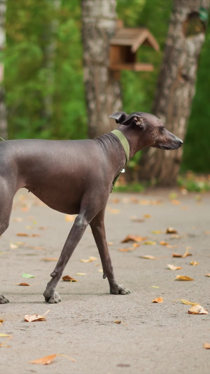 Brun hårløs hund med grønt halsbånd går på en asfaltert sti. Motivet holder et jevnt tempo gjennom et parklignende miljø. Den asfalterte stien omgitt av trær har et gulbrunt løvdekke