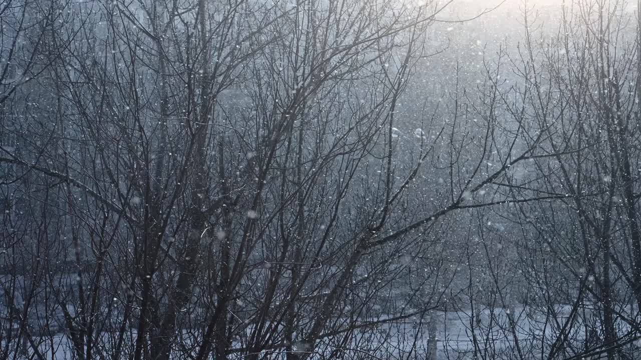 Gentle Snowfall in a Winter Forest with Bare Trees