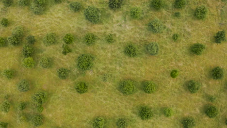 perspectiva aérea moviéndose sobre un olivar único que muestra la ubicación natural de los árboles
