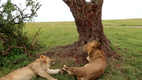 Frauen,-Die-Zwei-Löwen-Sehen,-Die-Von-Einem-Afrikanischen-4x4-Safariauto-An-Einem-Baum-Liegen