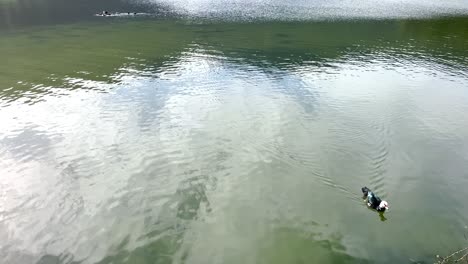 duck swimming peacefully in the calm waters of sete cidades, azores