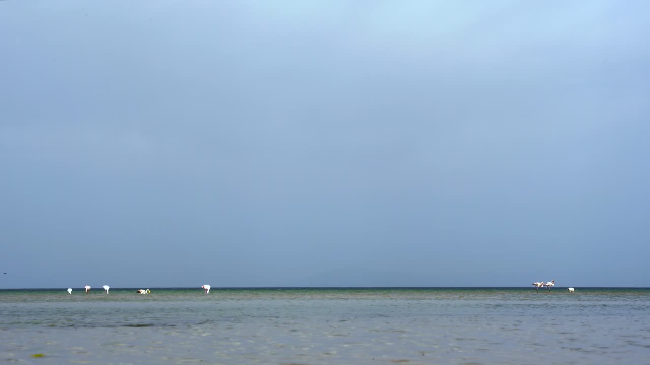 가을의 흐린 날에 오흐리드 호수의 얕은 물에서 먹이를 먹고 있는 홍학