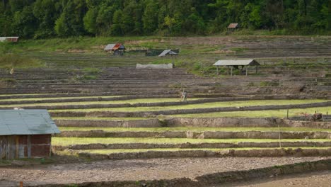 Farmer-hand-plowing-rice-field-with-shovel-while-standing-on-berm,-Mang-Den,-Vietnam