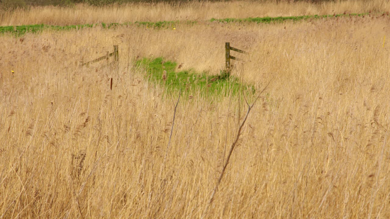 노르폴크 브로드스 (norfolk broads) 에 있는 앤트 강 (ant river) 의 습지 자연 보호구역 (wetland nature reserve) 에서 열린 게이트와 갈대 (reed) 의 넓은 사진