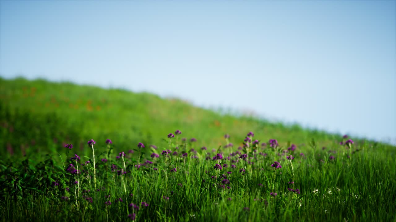 푸른 하늘 아래 초록색 신선한 풀 ⁇
