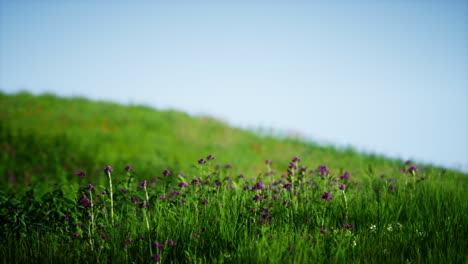 field of green fresh grass under blue sky