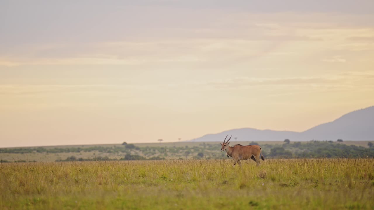toma en cámara lenta de topi corriendo a través del hermoso y exuberante paisaje africano, montañas en el fondo en la sabana vacía sabana, vida silvestre africana en masai mara