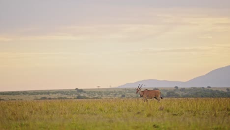 slow motion shot of topi running across the beautiful lush african landscape, mountains in the background on the empty savannah savanna, african wildlife in masai mara