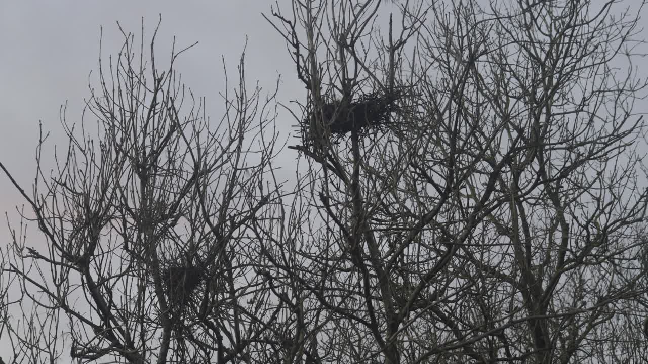 Empty Birdsnests Sitting In Bare Tree's On A Grey Sky Day