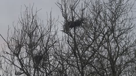 empty birdsnests sitting in bare tree's on a grey sky day