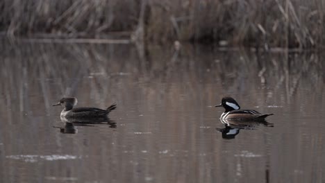 male and female hooded merganser on fresh water pond in quebec, canada