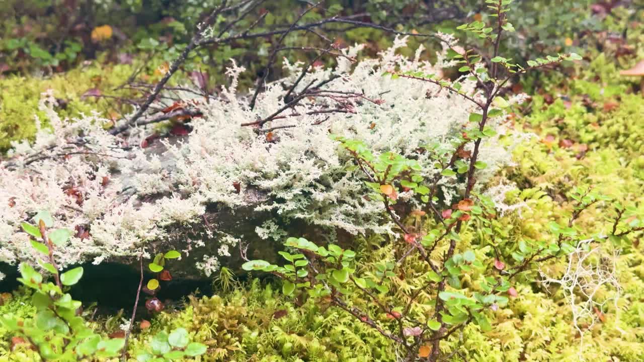 Camera slowly pans across lush moss, lichen, and mushrooms in temperate New Zealand forest