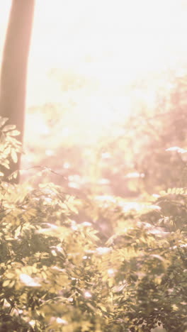 sunlight filtering through trees in a forest