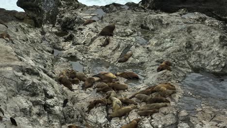 leones marinos descansando en la costa rocosa