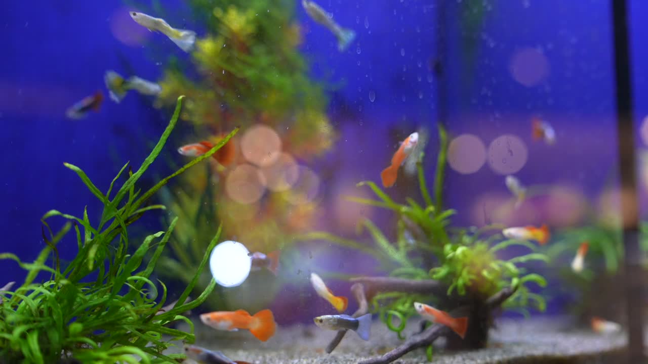 peces coloridos en un acuario doméstico
