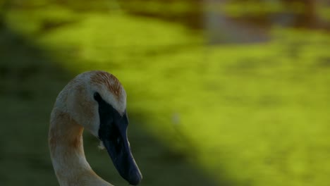 cisne trompetista mirando la cámara con fondo de agua lleno de algas verdes